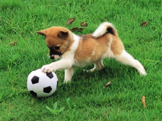 Game: Playful Puppy Outdoor Puzzle