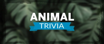 Game: Animal Trivia