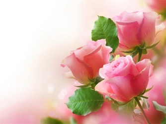 Game: Pink Roses Puzzle
