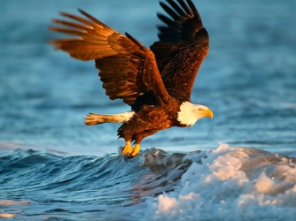 Game: Animals Jigsaw Puzzle Eagle