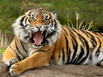 Game: Animals Jigsaw Puzzle Tiger